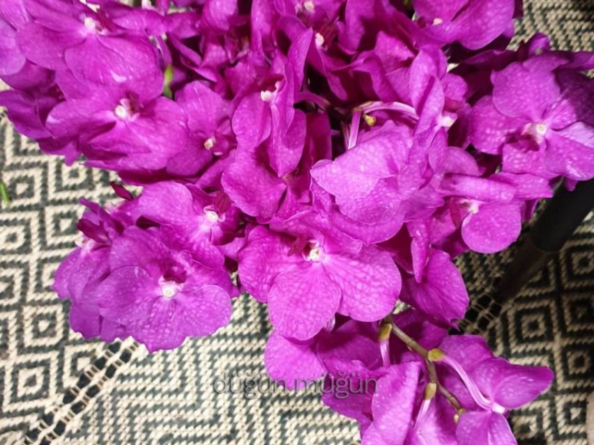 Lilas fleurs  - 6