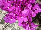 Lilas fleurs  - 6